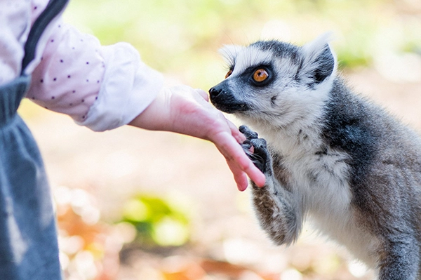 Lemurien qui tient une main humaine