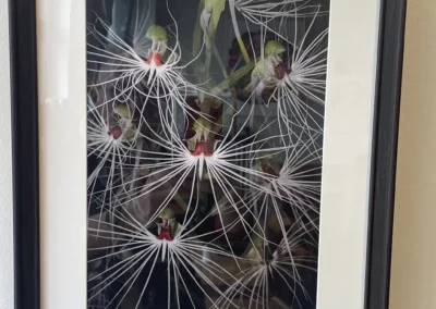 Photographie d’une Orchidée sous cadre