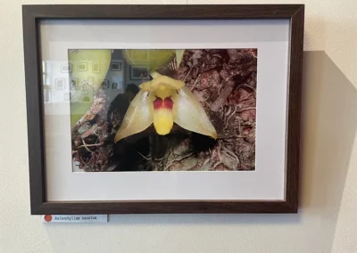 Photographie d’une Orchidée sous cadre