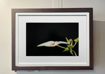 Photographie d’une Orchidée sous cadre