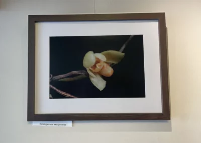 Photographie d’une Orchidée sous cadre