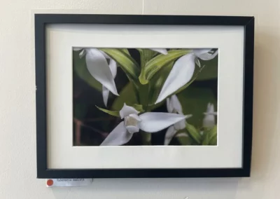 Photographie d’une Orchidée sous cadre